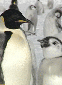 Image of an adult Emperor penguin with chick